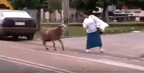 Mouton Aïd El Kébir Humour