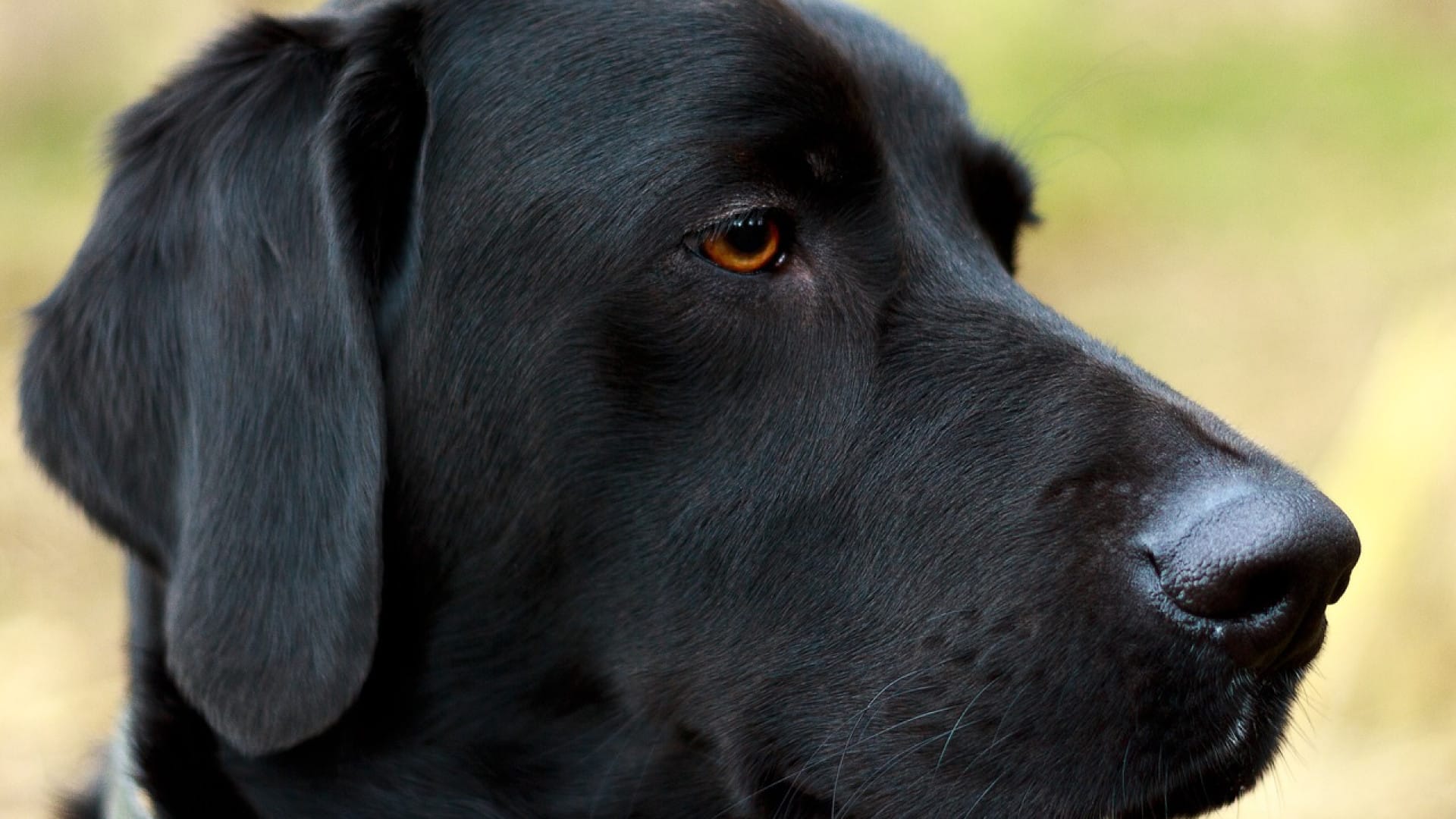 La mutuelle santé pour un chien est indispensable