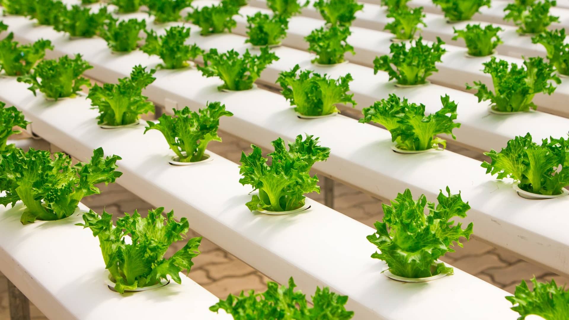 Une serre tunnel pour votre potager