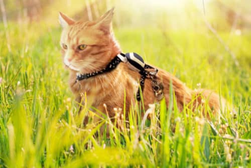 Kippy, un collier GPS pour localiser votre chat ou chien!