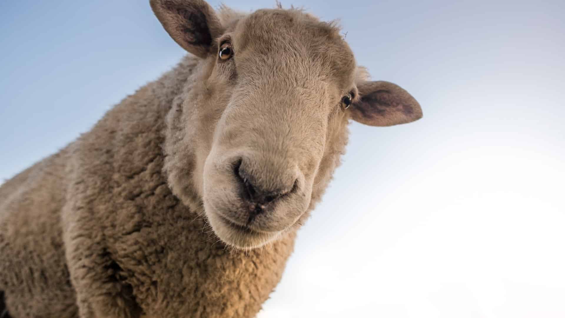 Achetez de la viande d’agneau sur Internet