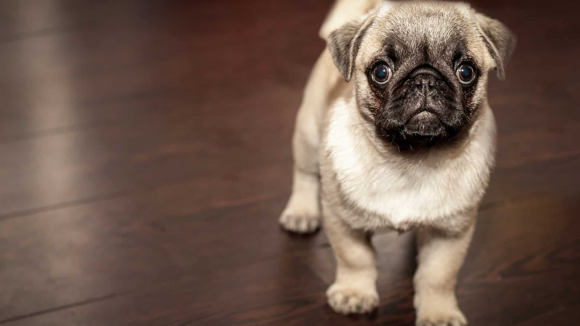 Comment se débarrasser efficacement des poils d’animaux chez soi ?