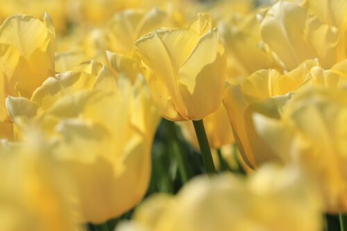 tulips 4155725 1280 500x333 - Bien planter ses bulbes pour de belles fleurs au printemps