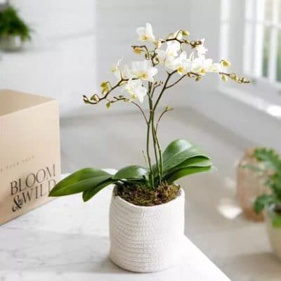 plante Orchidée Blanche