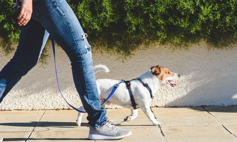 Le pouvoir des animaux de compagnie