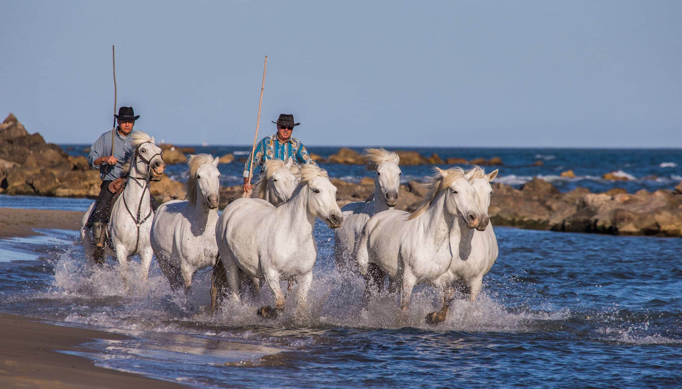 La camargue