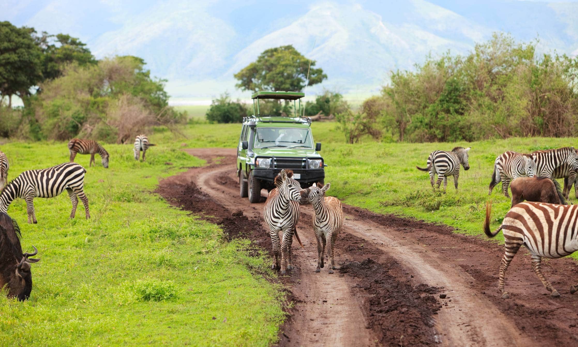 visuel tanzanie preferee - Safari en Tanzanie : l'activité préférée des familles