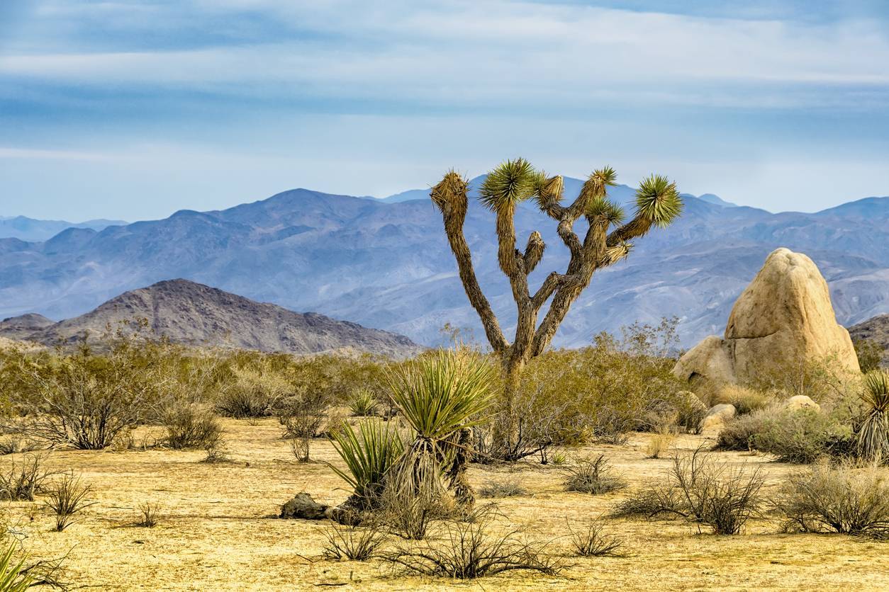 désert mojave road trip californie