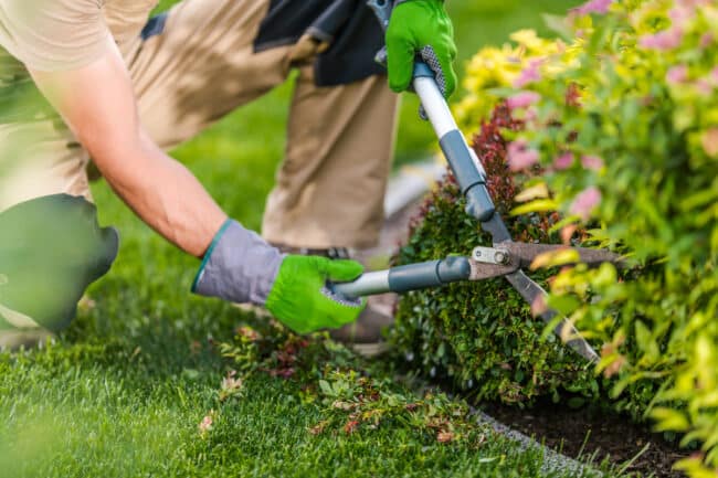 spring time garden plants trimming maintenance 2021 08 29 16 48 26 utc 650x433 - Comment choisir la meilleure entreprise de jardinage sur Paris ?