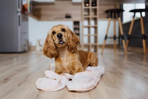 dog lying on a blanket at home in the kitchen 2022 01 11 23 57 55 utc 500x333 - Comment améliorer le confort et la sécurité de votre chien au quotidien ?