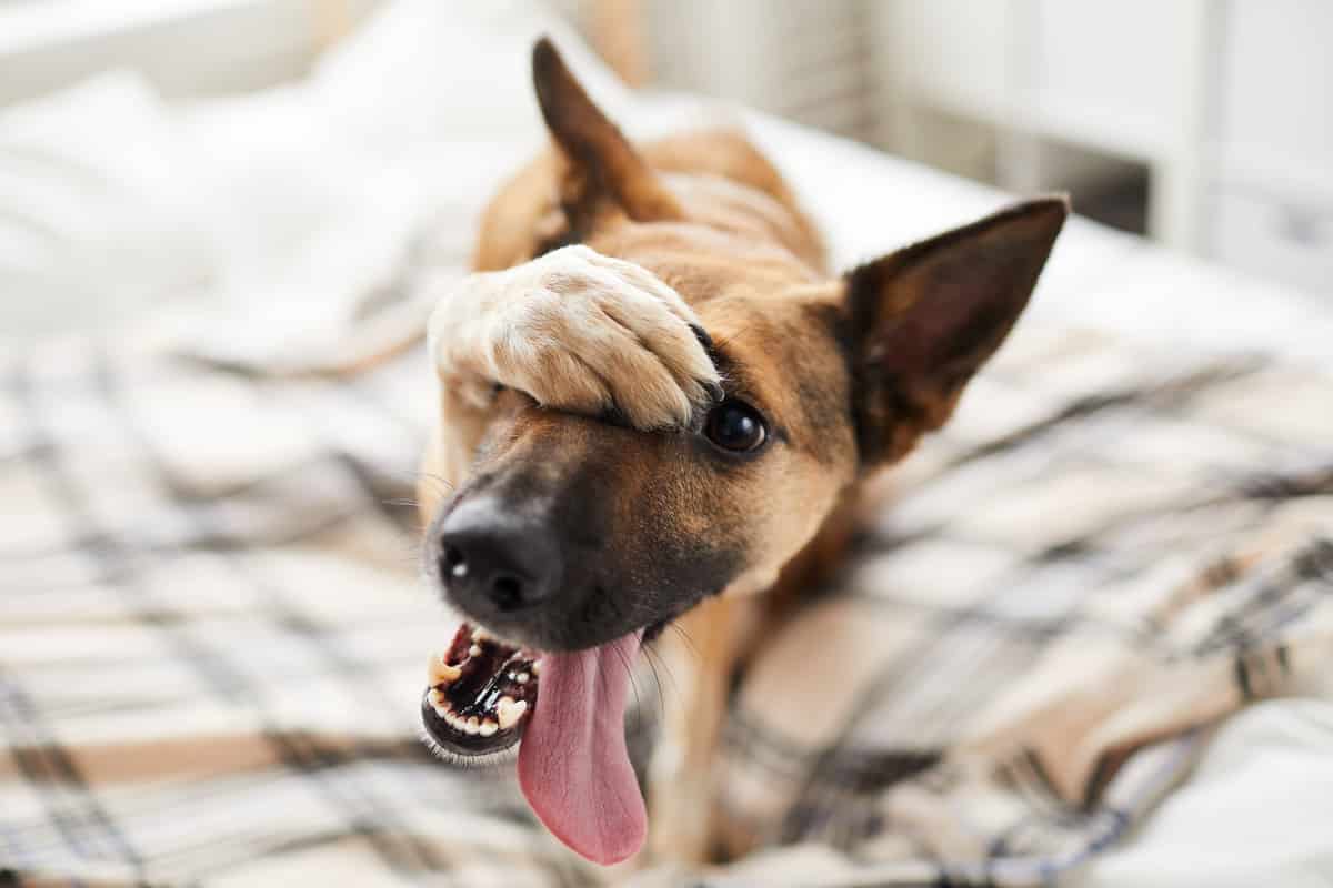 embarassed dog on bed 2022 02 08 22 39 28 utc - Comment améliorer le confort et la sécurité de votre chien au quotidien ?