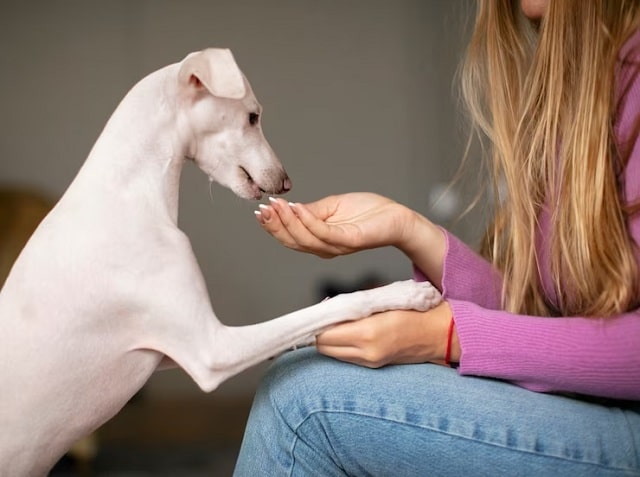  Jeune fille prenant soin de son chien.