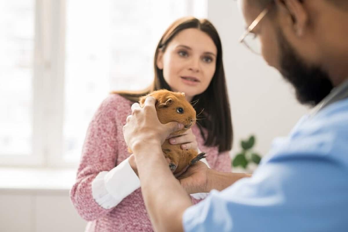 medecin veterinaire professionnel examinant cochon inde.jpg