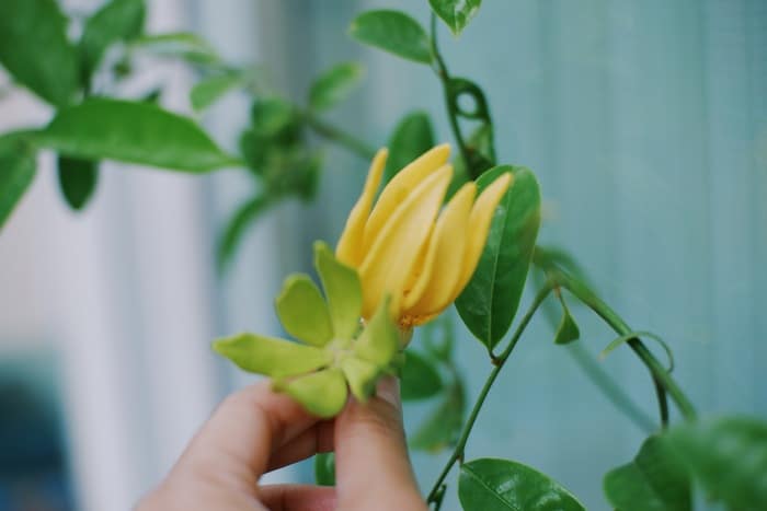 huile essentielle de ylang-ylang sarclée bienfaits aromathérapie santé beauté peau 