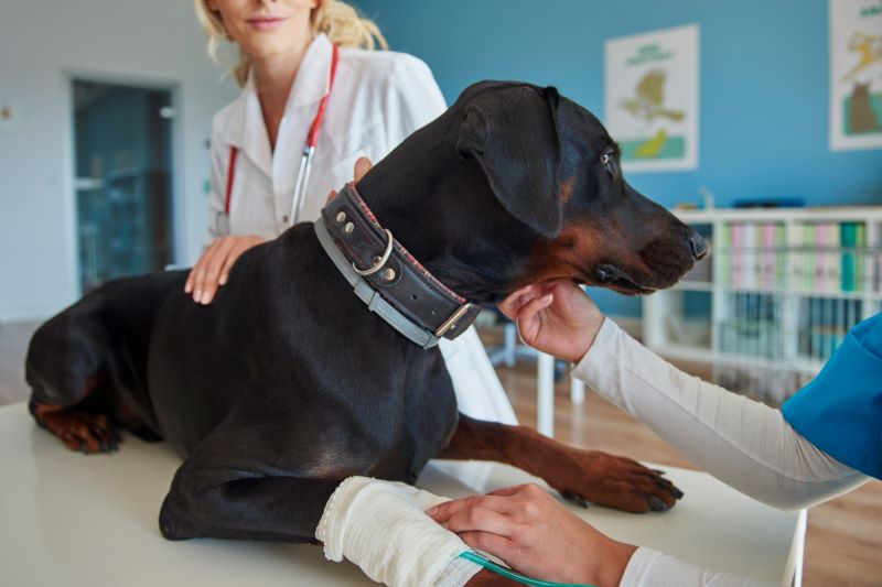 chien avec une assurance médicale