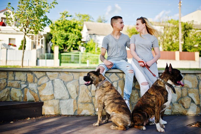 couple avec deux pit-bull-terriers