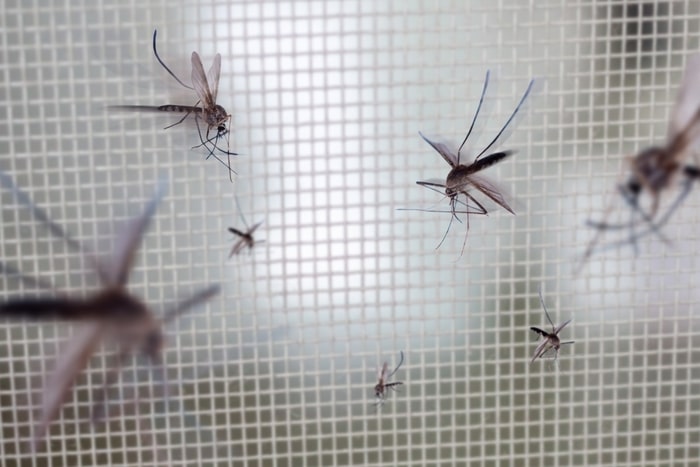 moustiques danger besoin moustiquaire pour confort et tranquillité à la maison