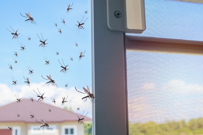 moustiques danger besoin moustiquaire pour confort et tranquillité à la maison