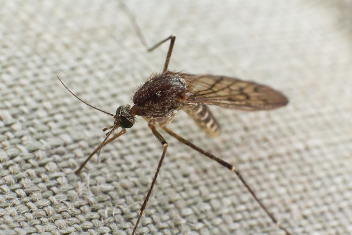 Moustique essayant de piquer à travers un tissu 2023 11 27 05 25 38 utc