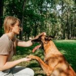 Assurance responsabilité civile pour chiens : prévenir, protéger et assumer nos animaux domestiques