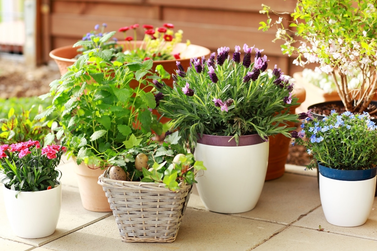 divers plantes et fleurs en pot d'extérieurs