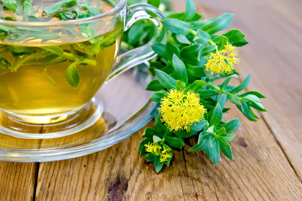 Infusion de Rhodiola rosea avec fleurs jaunes fraîches, plante adaptogène utilisée contre le stress et la fatigue mentale"