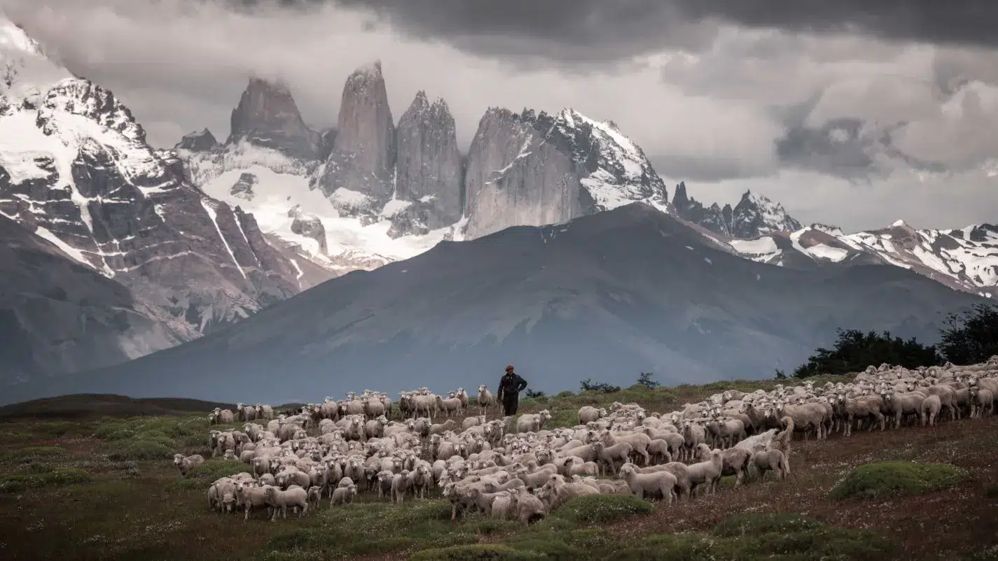 Troupeau de moutons pâturant au pied des montagnes du parc Torres del Paine en Patagonie chilienne