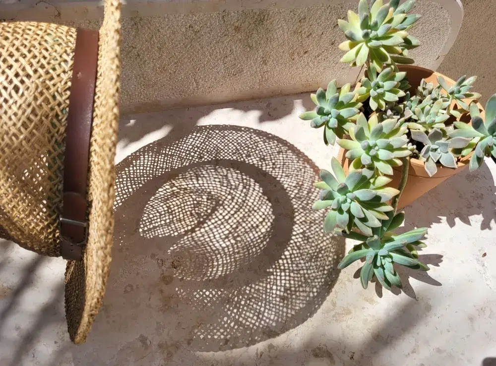 Chapeau eteet son ombre sur une plante