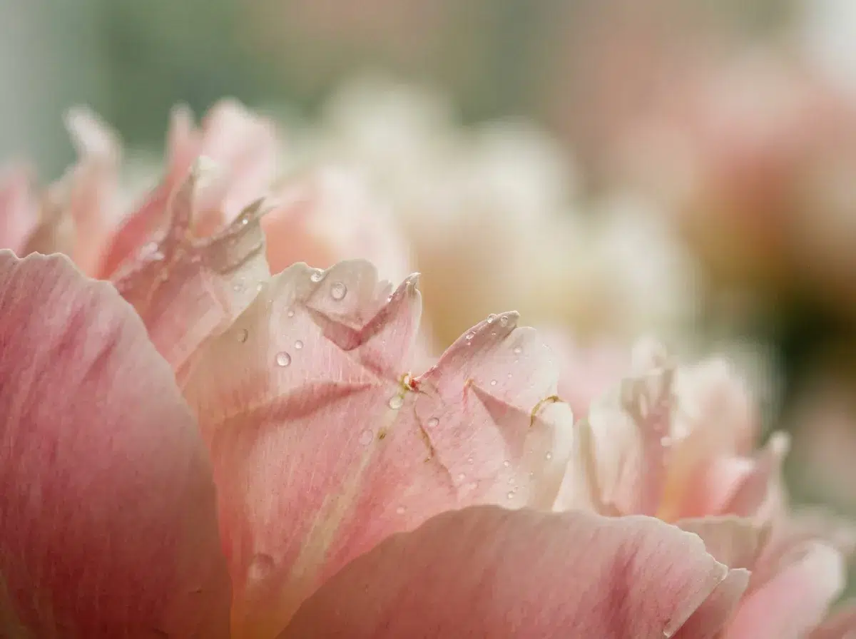Macro artistique de pétales de pivoine Coral Charm rose avec gouttes de rosée et texture naturelle détaillée